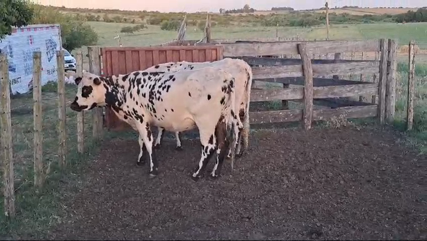 Lote VACAS ENTORADAS