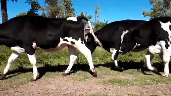 Lote Vaquillonas Para Entorar - Eduardo Gelmini