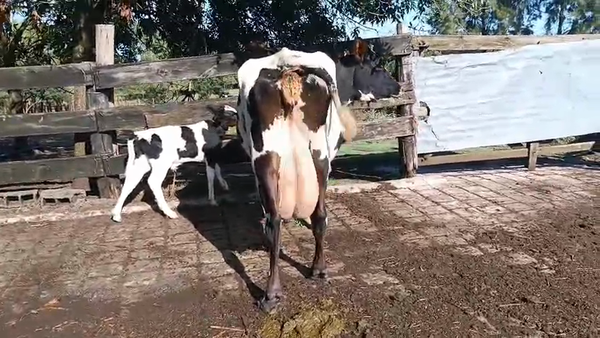 Lote 2 Piezas de cría, San José