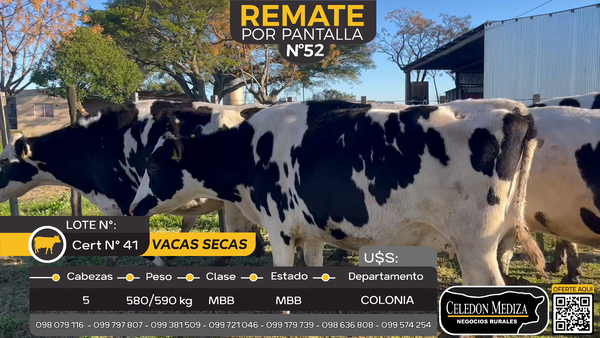 Lote 5 Vacas secas en Estanzuela, Colonia