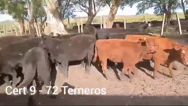 Lote TERNEROS