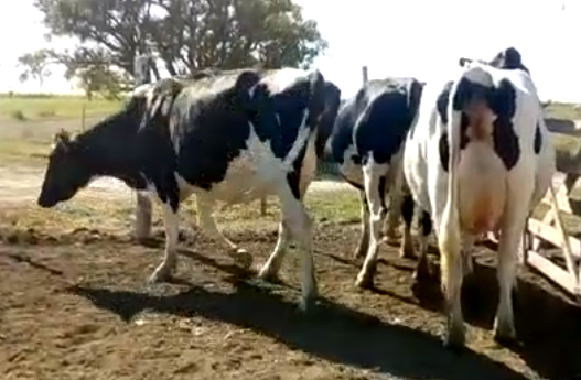 Lote 3 Vaquillonas en Rafaela, Santa Fe