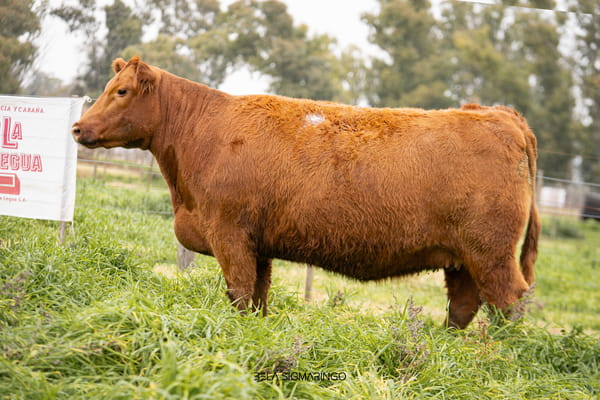 Lote VAQUILLONAS ANGUS  PP PREÑADAS