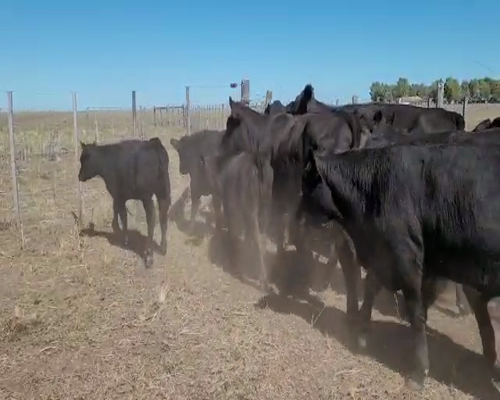 Lote 58 Terneros/as en Coronel Pringles, Buenos Aires