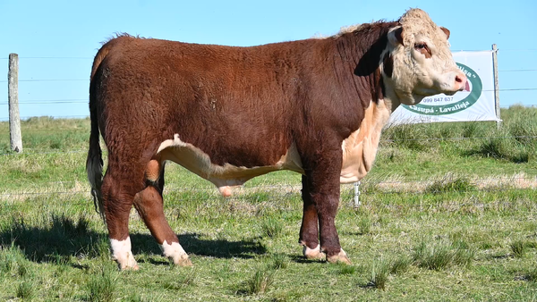 Lote 3 TOROS PEDIGREE 1 AÑO Y 1/2