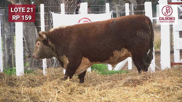 Lote Toro PR