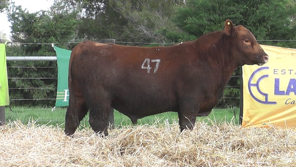 Lote TOROS ANGUS PUROS CONTROLADOS
