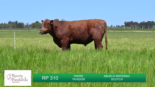 Lote TOROS RINCON DE PARDAVILLA