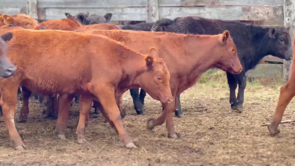 Lote 50 Terneros en Castelli, Buenos Aires