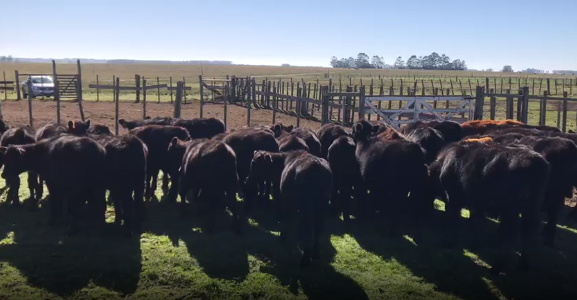 Lote 49 Terneras en Flores