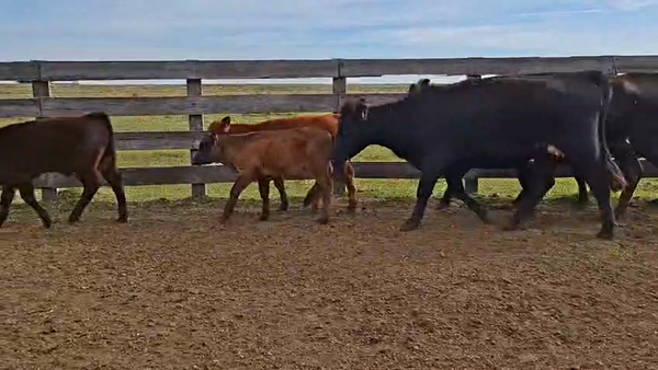 Lote PIEZAS DE CRIA