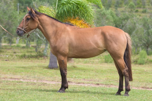 Lote Rebecca del Mavial