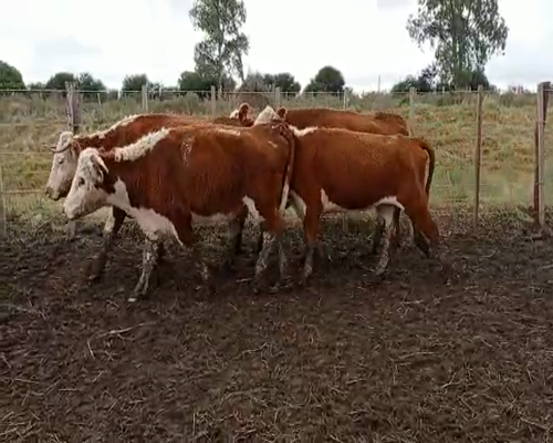 Lote 24 Vacas de Invernada en Colonia