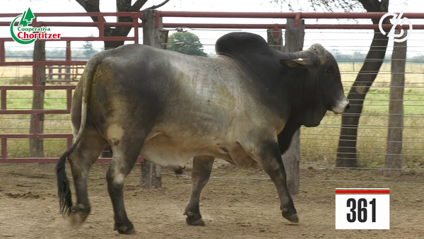 Lote Brahman