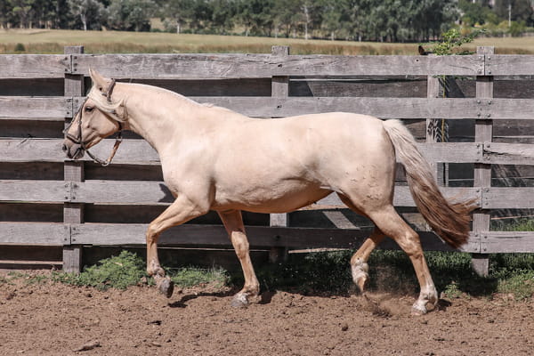 Lote FEDERAL ESTRELLA