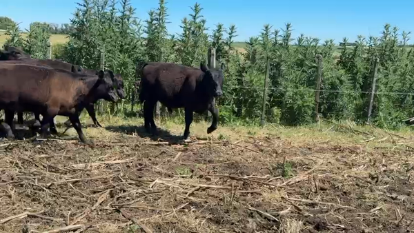 Lote TERNEROS Y TERNERAS