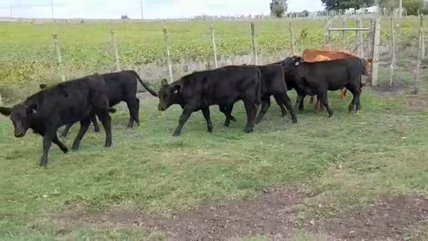 Lote TERNERAS
