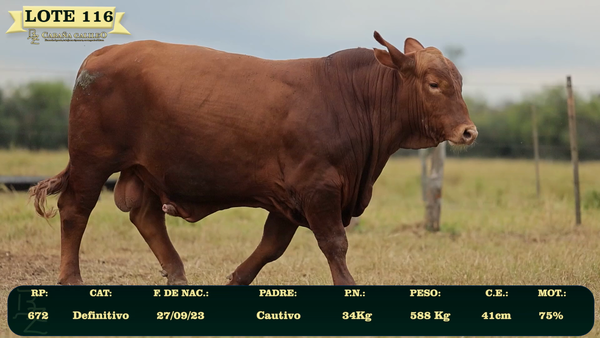 Lote LOTE 116