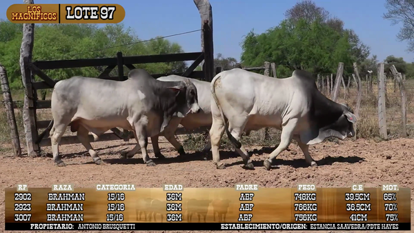 Lote LOTE 97- POR PANTALLA