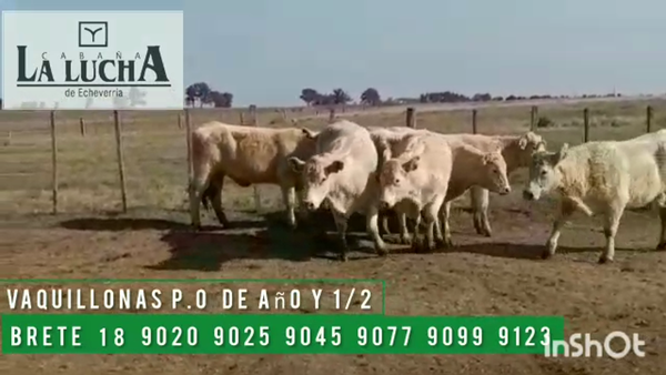 Lote VAQUILLONAS PO DE AÑO Y 1/2 SIN SERVICIO
