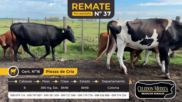 Lote 8 Piezas de cría en Colonia