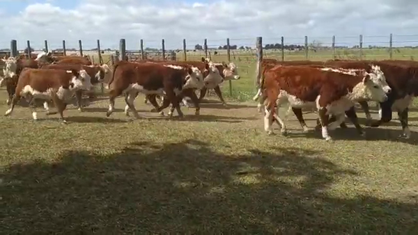 Lote 60 Terneras en Las Flores, Buenos Aires