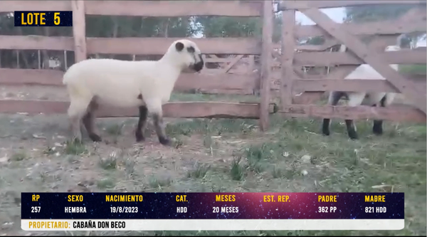 Lote LOTE 5