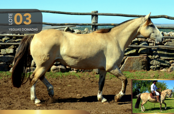 Lote Aquerenciada Cantarola