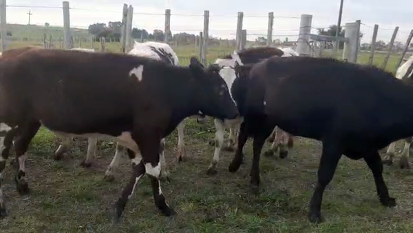 Lote 7 Novillos HOLANDO 280kg - , San José