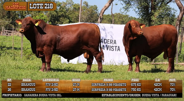 Lote LOTE 218 - VIVO