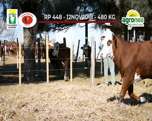 Lote VAQUILLONAS PC "DON CARLOS"