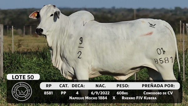 Lote LOTE 50