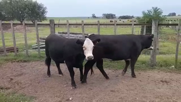 Lote (Vendido)2 Vaquillonas/Vacas Gordas 490kg -  en BARRA DE SAN JUAN