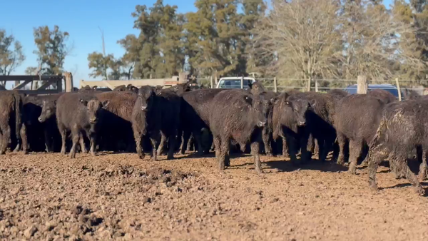 Lote 43 Novillitos