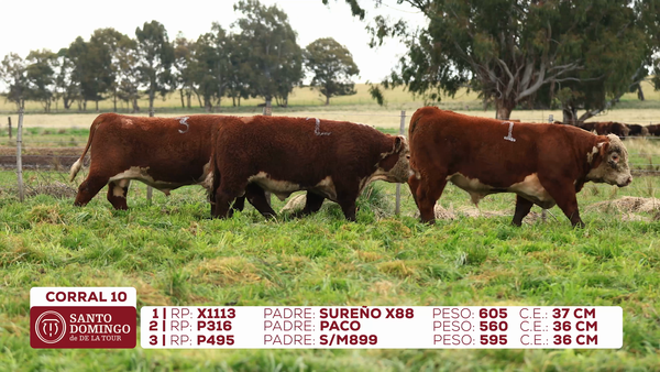 Lote Toros de Lote