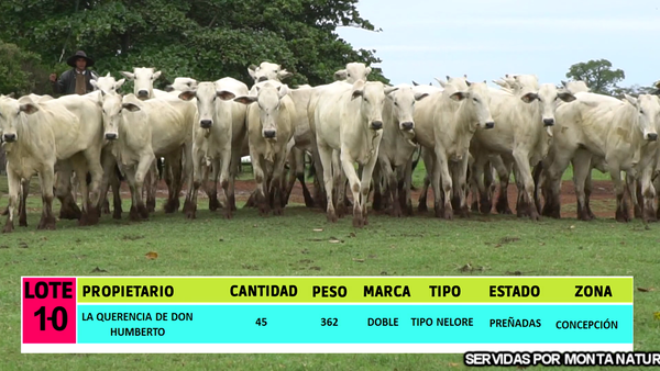 Lote LOTE 10 - 45 VAQUILLAS PREÑADAS CBO 0