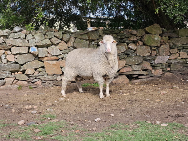 Lote Carneros, Lavalleja