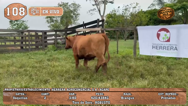 Lote LOTE 108 -EN VIVO