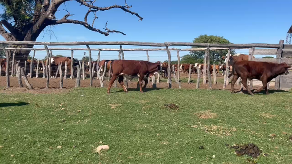 Lote 30 Terneros/as en Corrientes, Gdor. Martínez