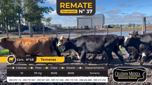 Lote 10 Terneros en Cuchilla del Perdido, Soriano