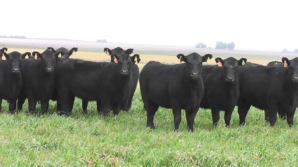 Lote VAQ. A. ANGUS NEGRAS MAS C/GTÍA DE PREÑEZ