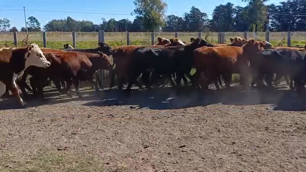 Lote VAQUILLONAS DE 1 A 2 AÑOS