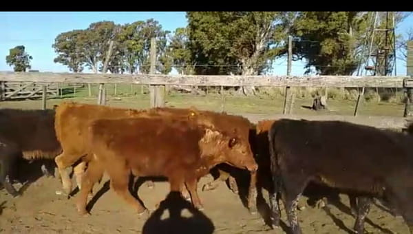 Lote 30 Terneros/as en Benito Juárez, Buenos Aires