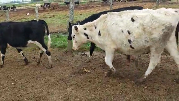 Lote 12 Terneras HOLANDO 170kg - , San José