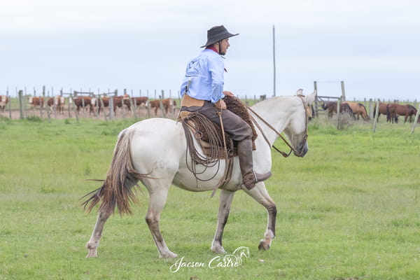 Lote Flor De Liz De Los Recuerdos
