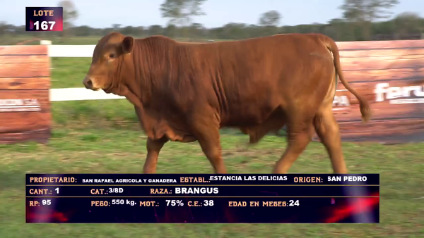 Lote DANIEL FRANCO DOMANICZKY - LOTE  167