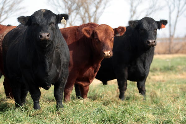 Lote RP 7116,18706 Y  18714  -TOROS PP y PC A CAMPO