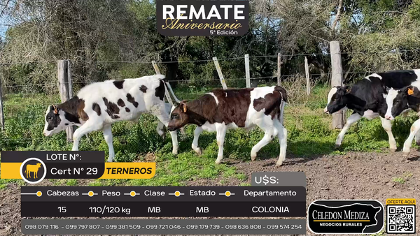 Lote 15 Terneros en Otra Localidad, Colonia