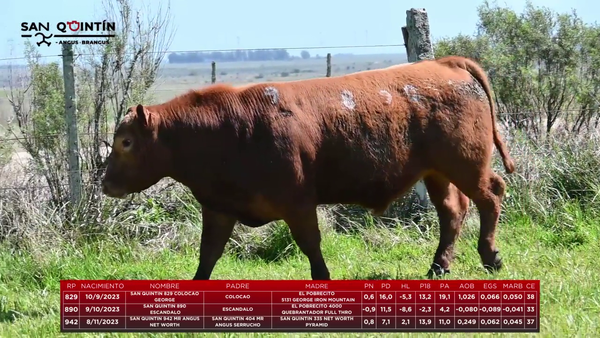 Lote LOTE 9 - ABERDEEN ANGUS PI