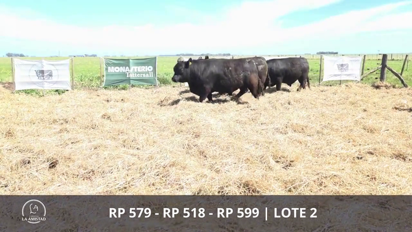 Lote TOROS PUROS POR CRUZA